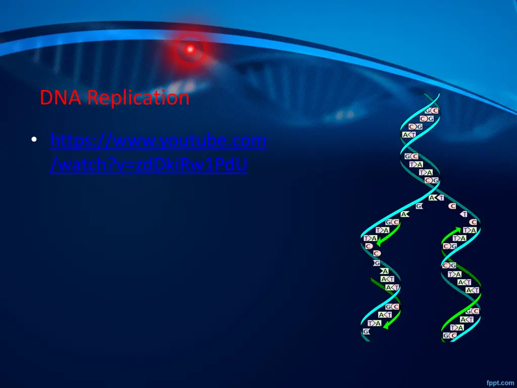 dna replication