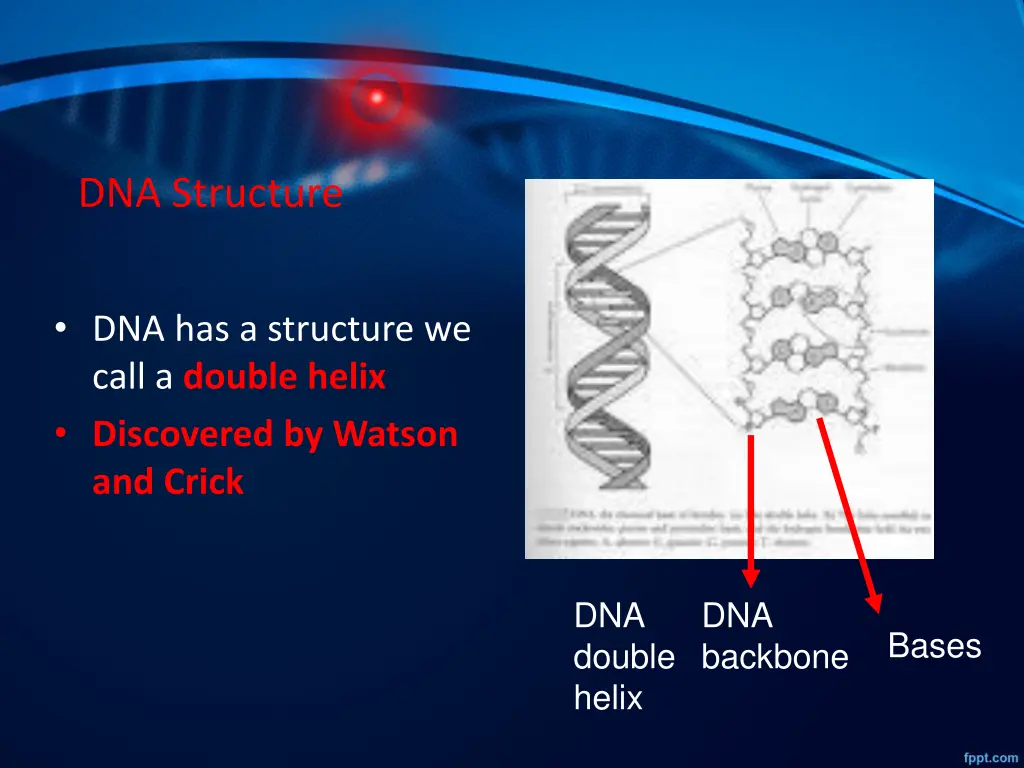 dna structure