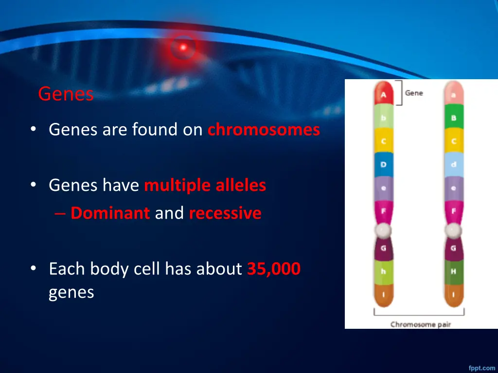 genes