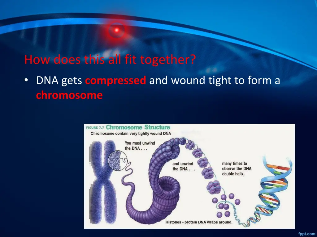 how does this all fit together dna gets