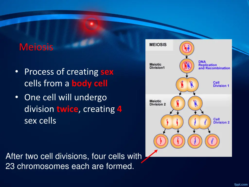 meiosis