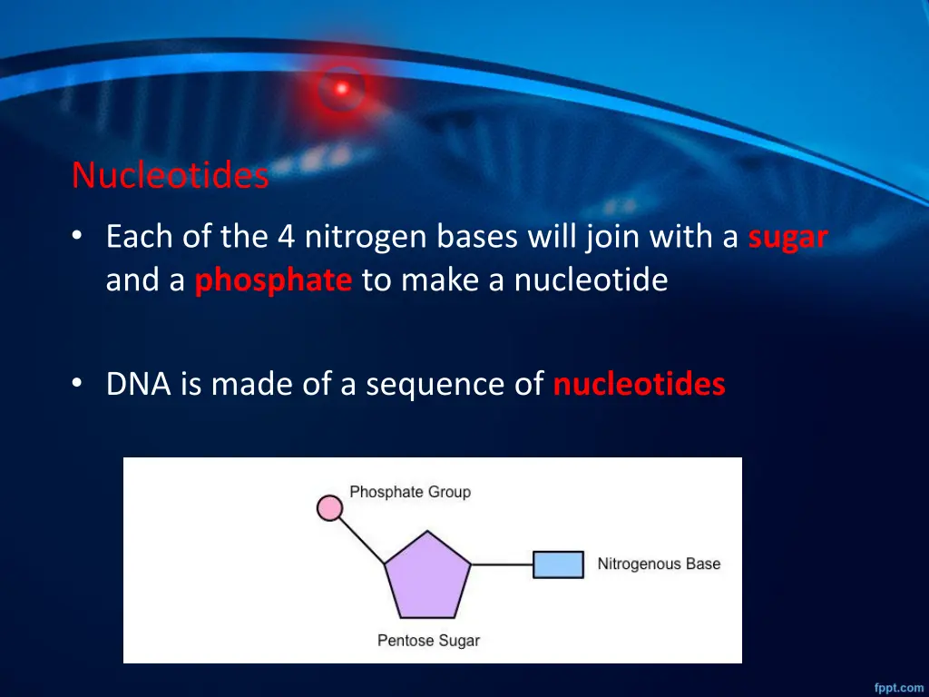 nucleotides each of the 4 nitrogen bases will