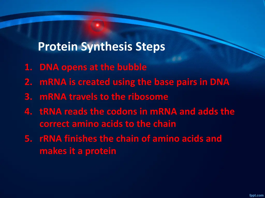 protein synthesis steps