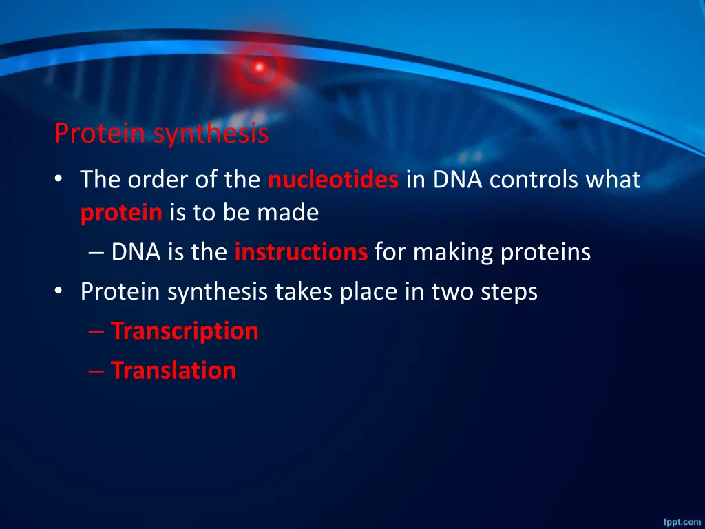 protein synthesis the order of the nucleotides