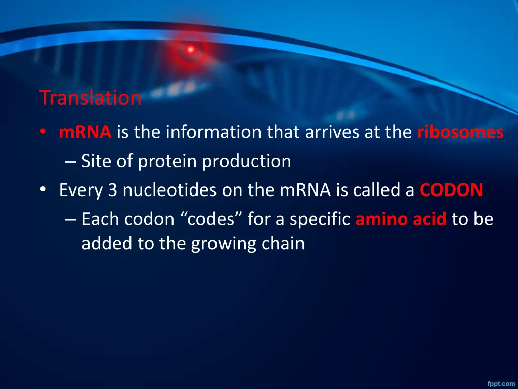 translation mrna is the information that arrives