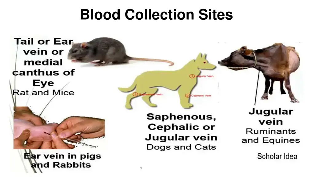 blood collection sites