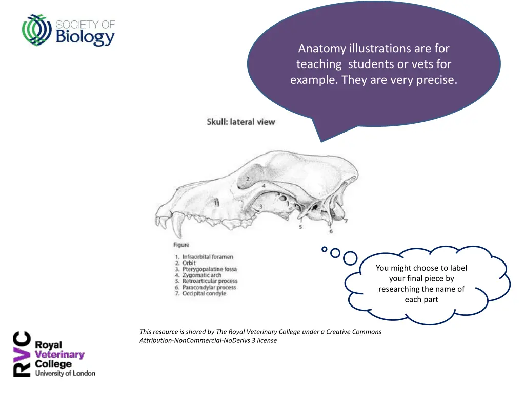 anatomy illustrations are for teaching students