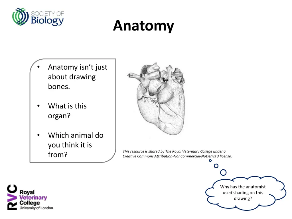 anatomy