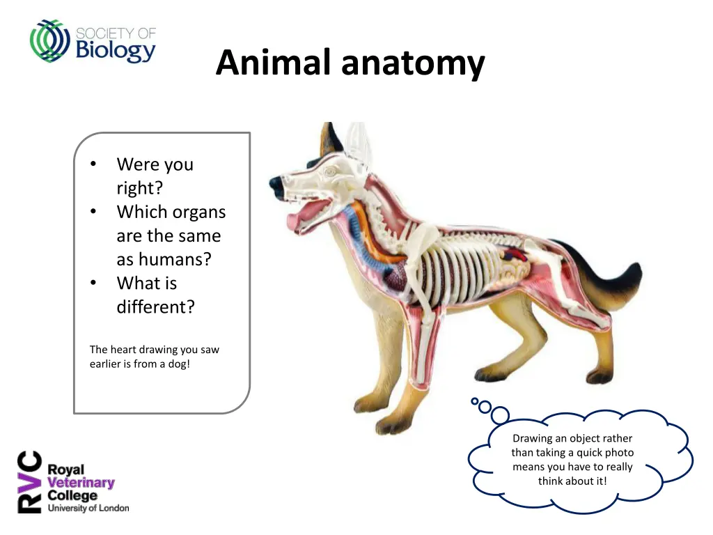 animal anatomy