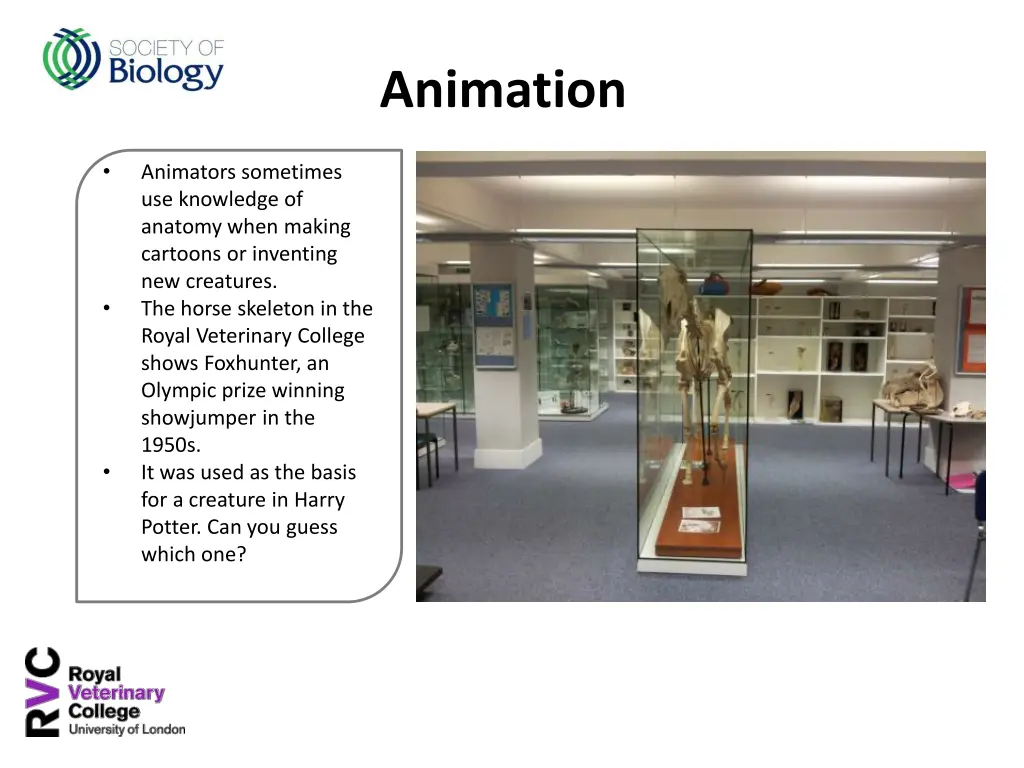 animation