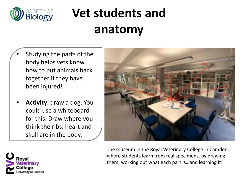 vet students and anatomy