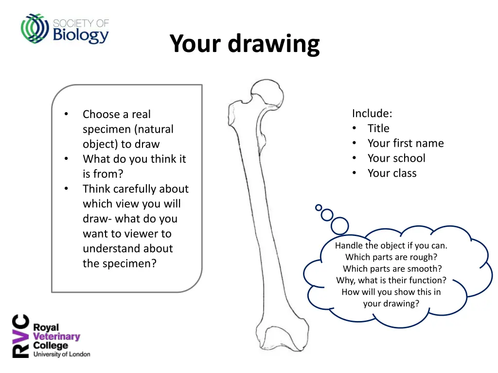 your drawing