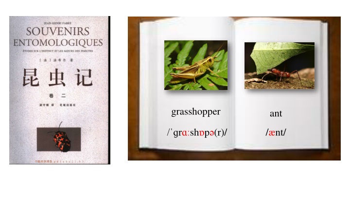 grasshopper