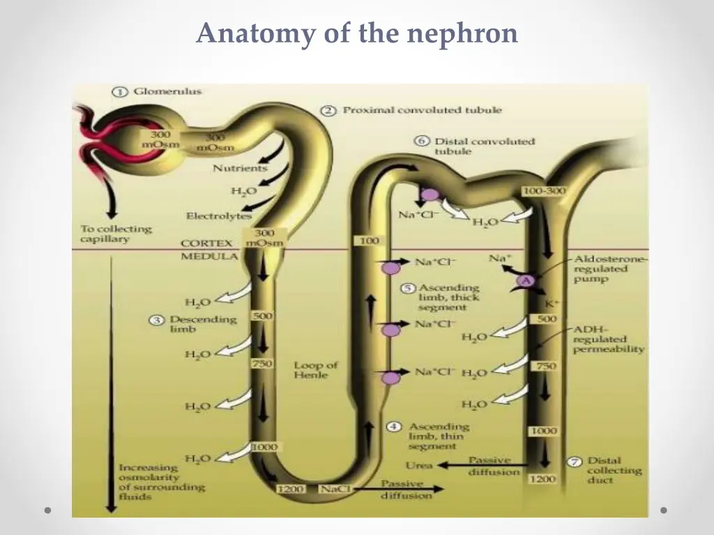 anatomy of the nephron