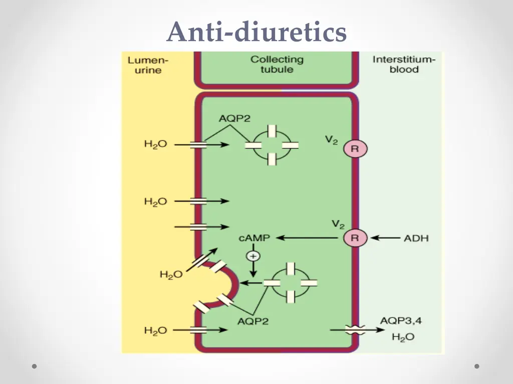 anti diuretics 1