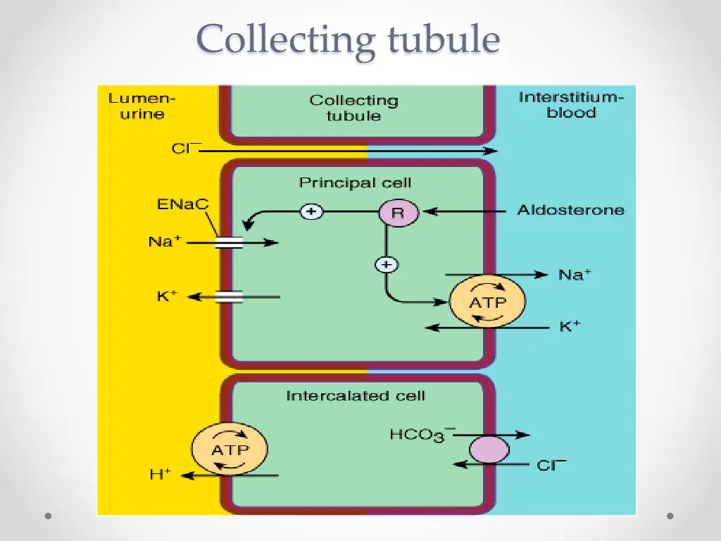 collecting tubule