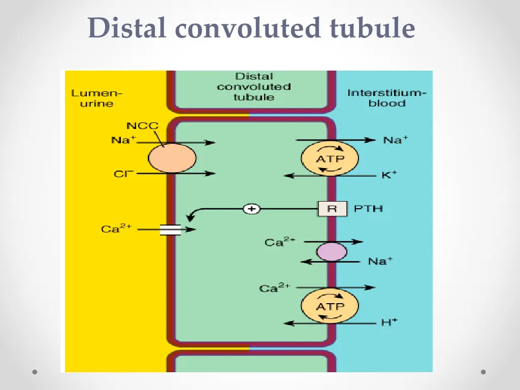 distal convoluted tubule 1