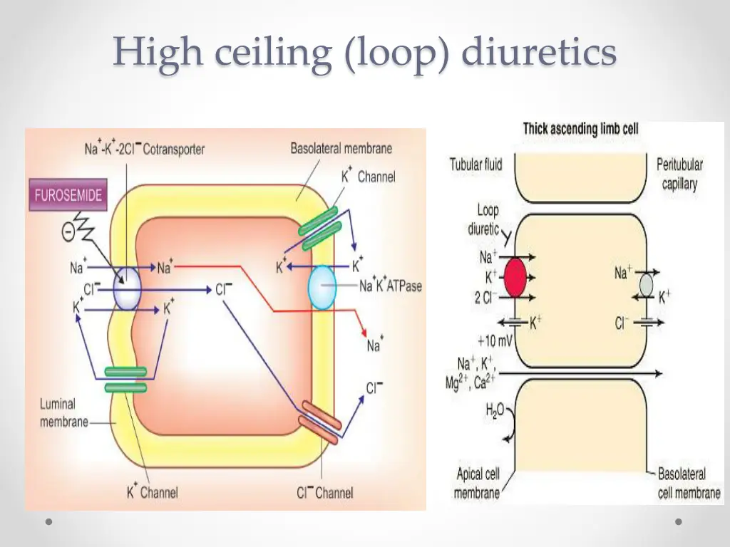 high ceiling loop diuretics 1