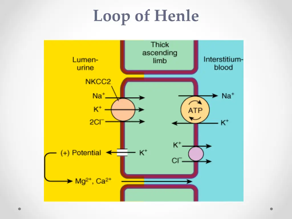 loop of henle 1