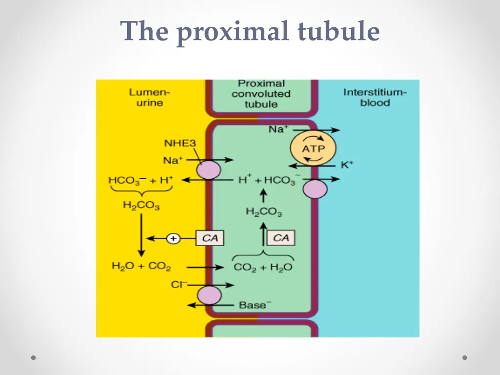 the proximal tubule 1