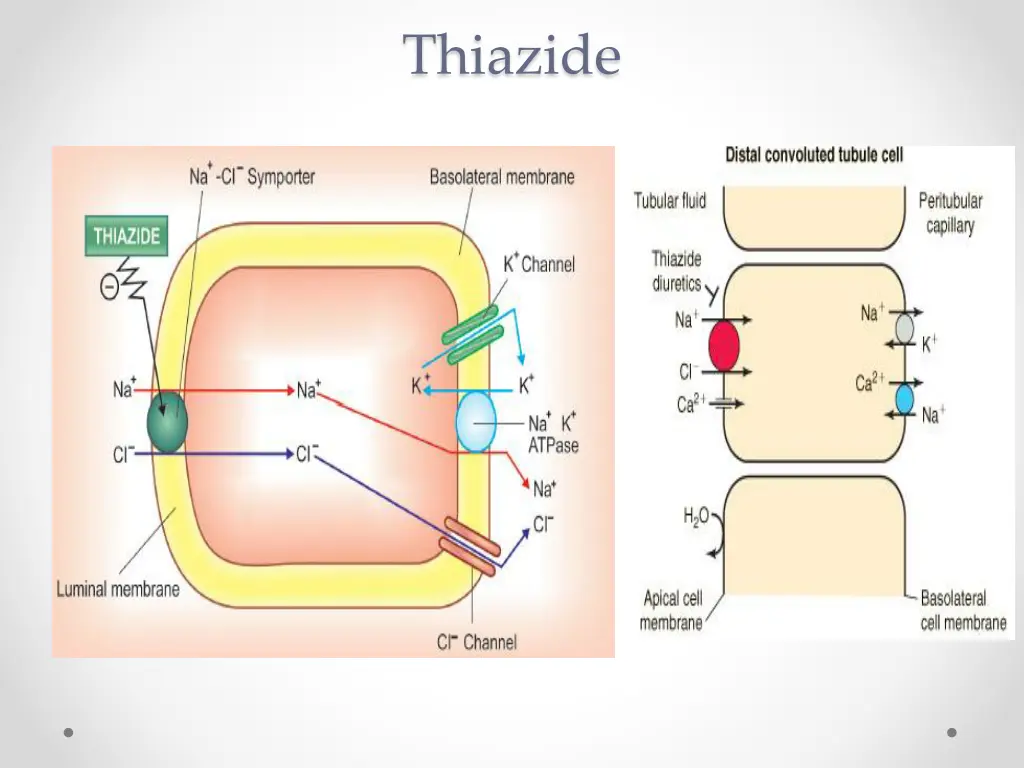 thiazide