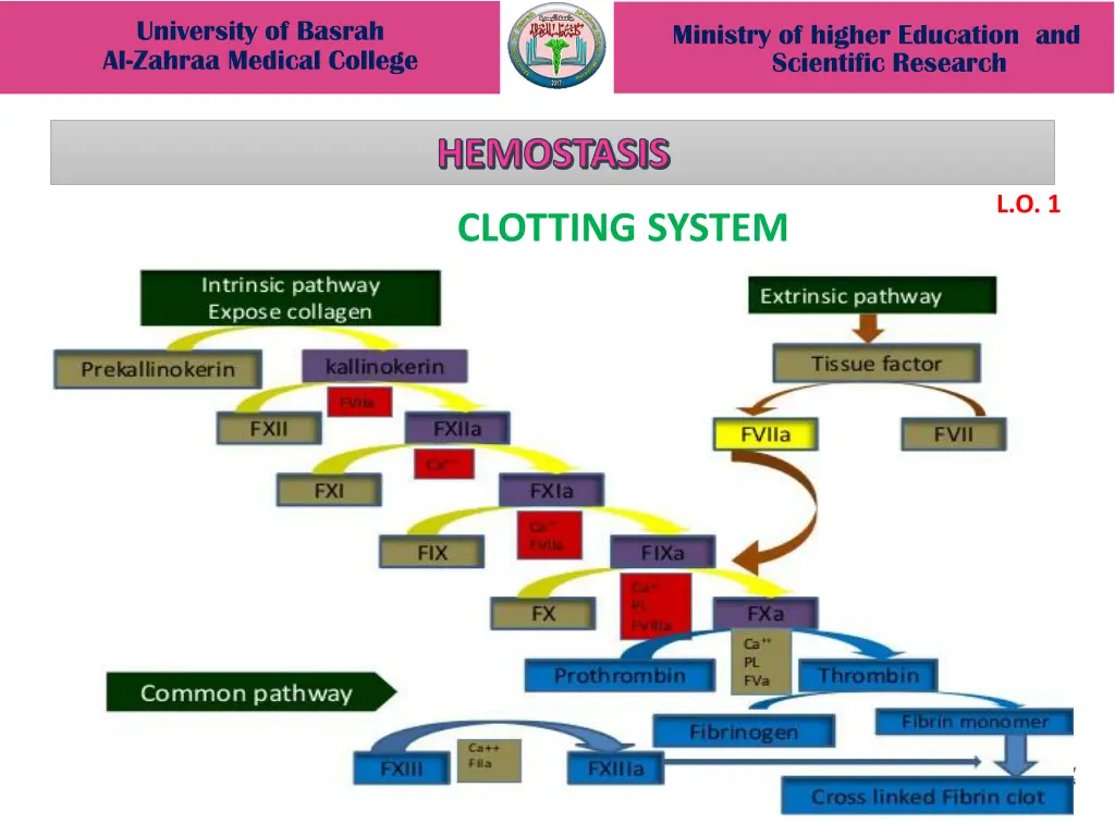 university of basrah al zahraa medical college 7