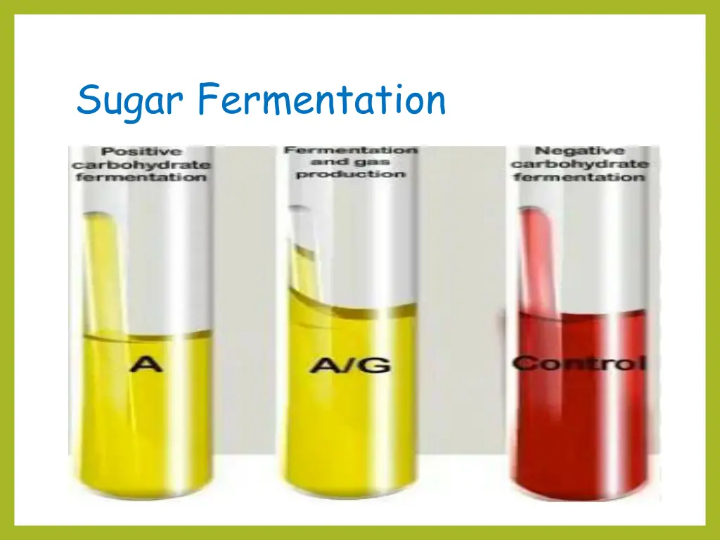 sugar fermentation 1
