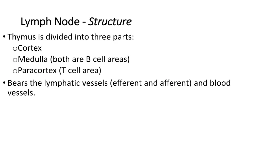 lymph node lymph node structure thymus is divided 1