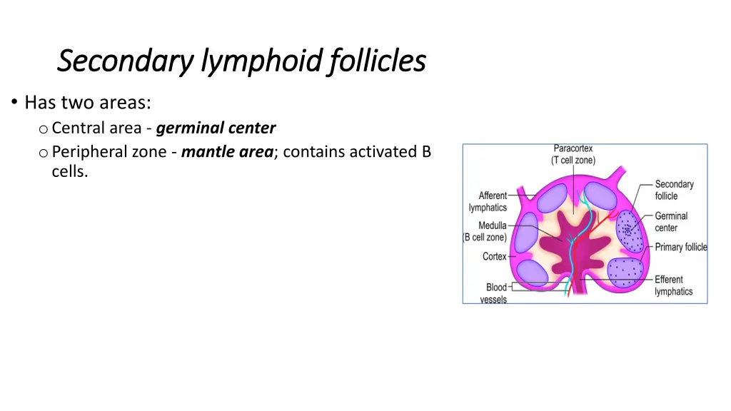 secondary lymphoid follicles secondary lymphoid 1