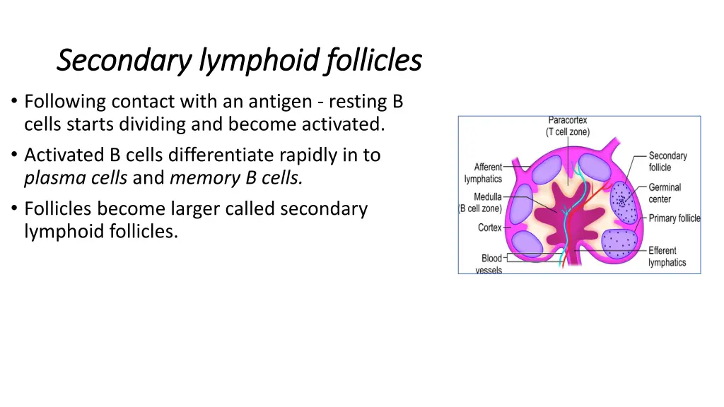 secondary lymphoid follicles secondary lymphoid