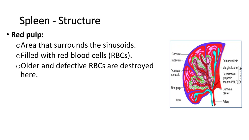 spleen spleen structure structure red pulp o area