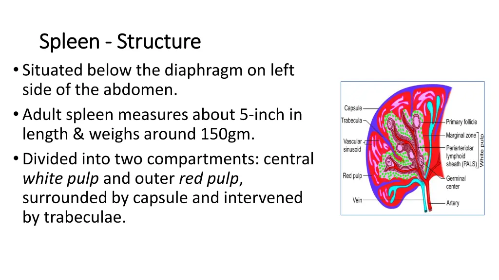 spleen spleen structure structure situated below