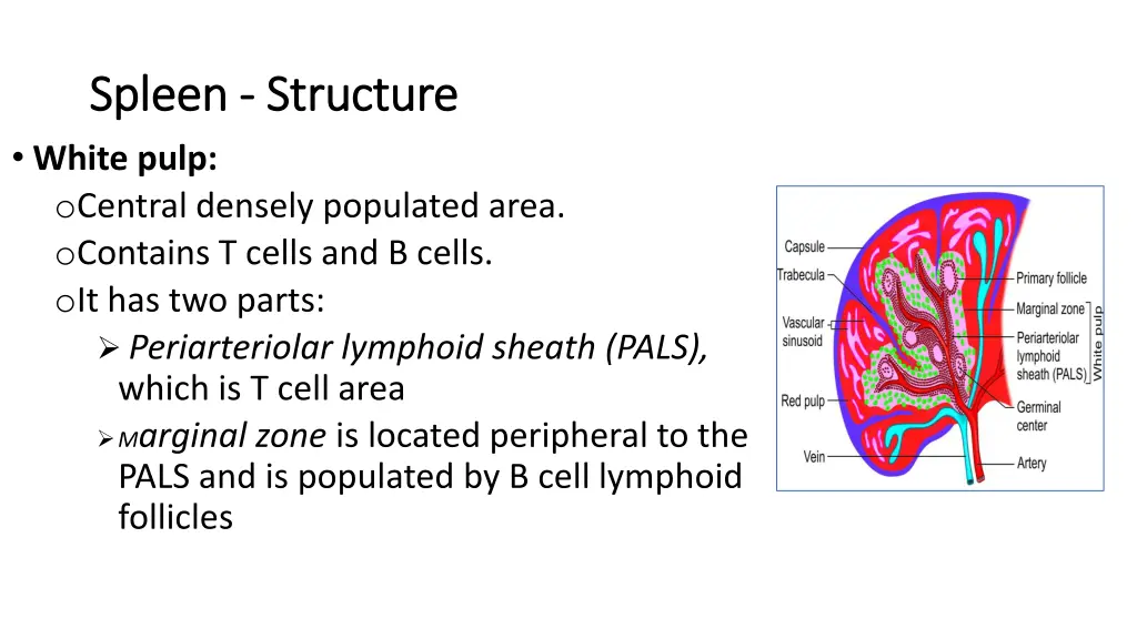 spleen spleen structure structure white pulp