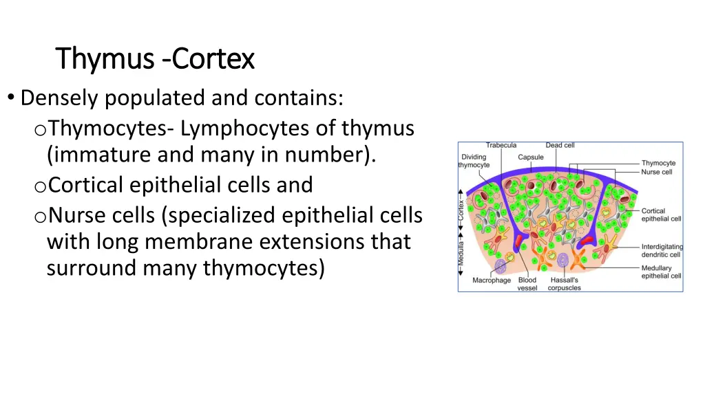 thymus thymus cortex densely populated
