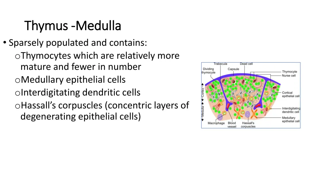 thymus thymus medulla sparsely populated