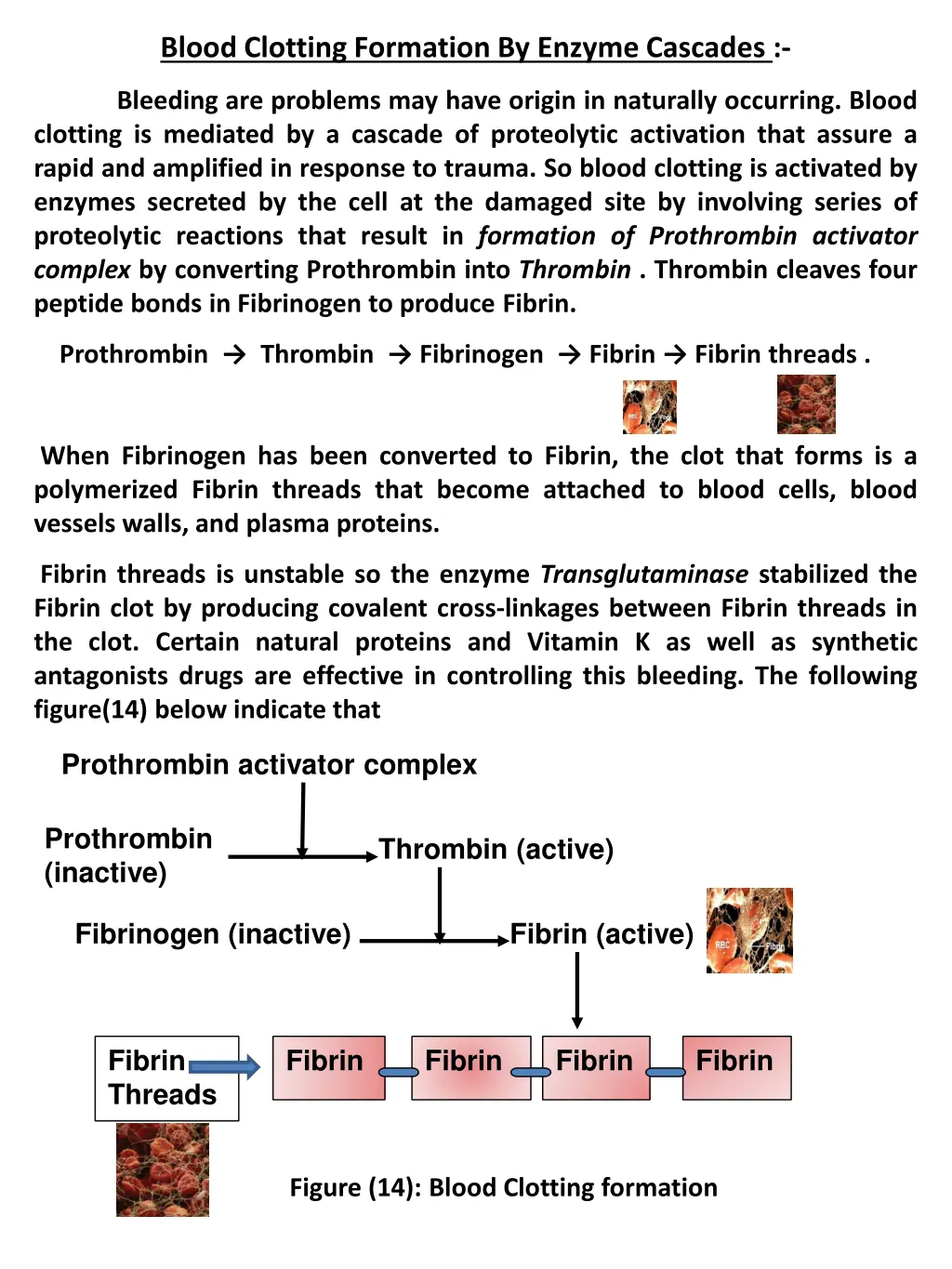 blood clotting formation by enzyme cascades