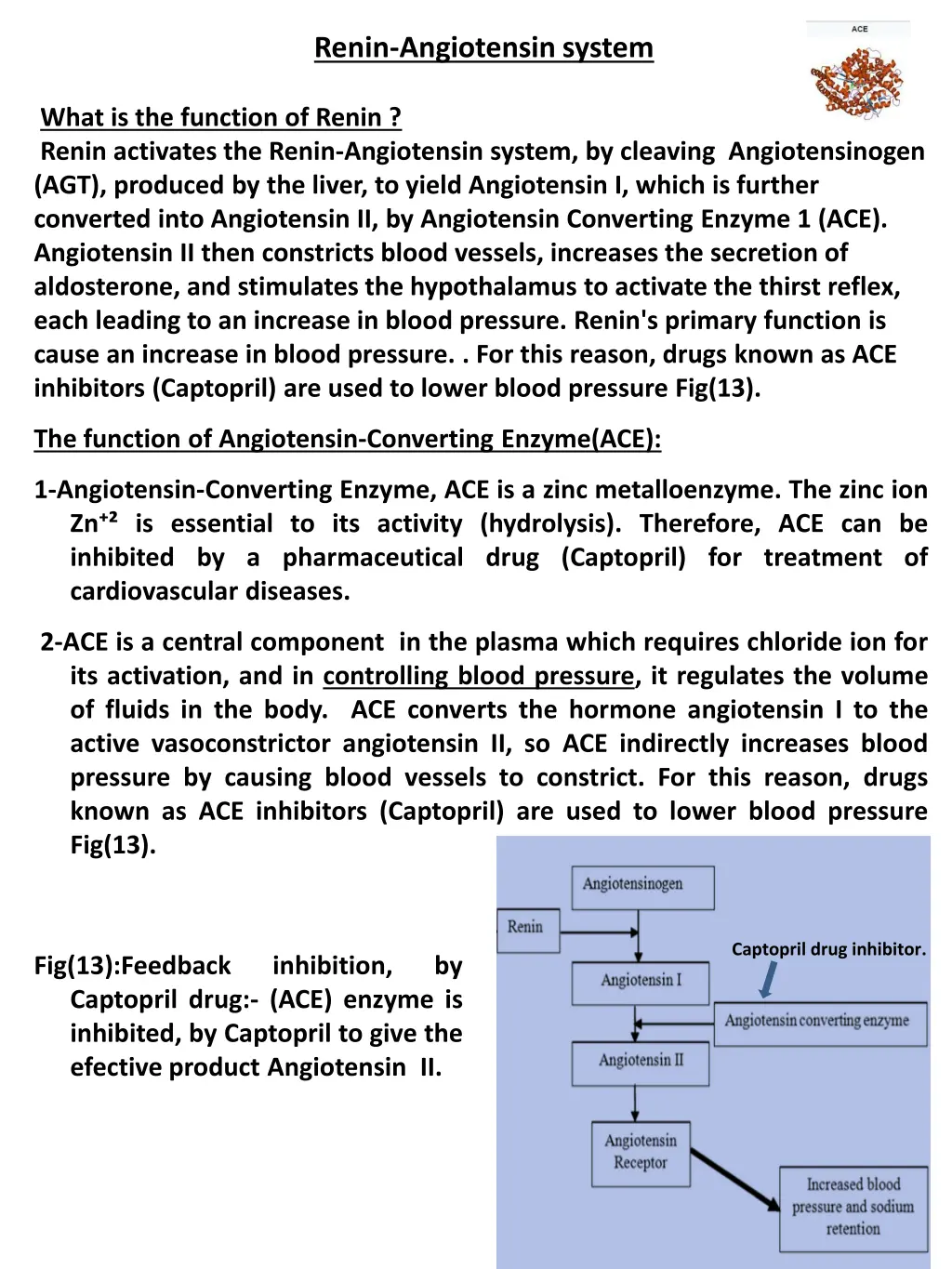 renin angiotensin system