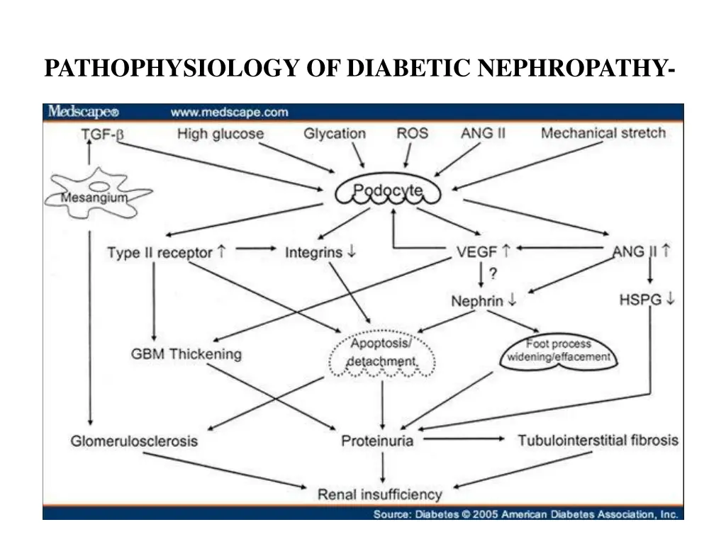 pathophysiology of diabetic nephropathy