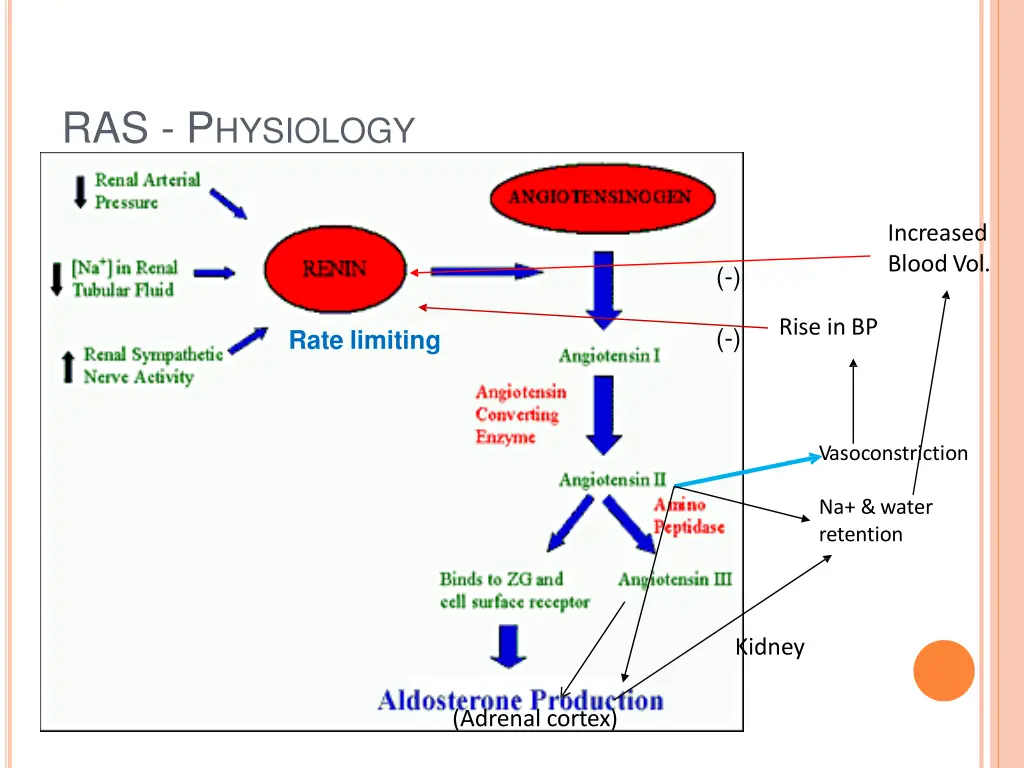 ras p hysiology