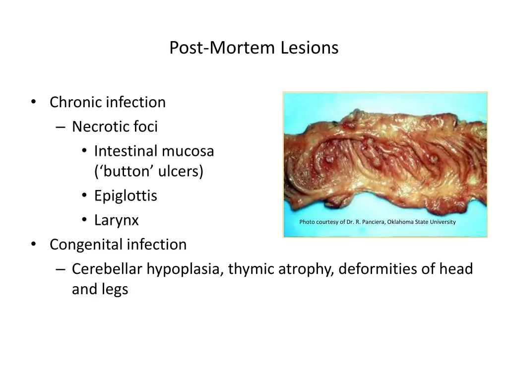 post mortem lesions 1