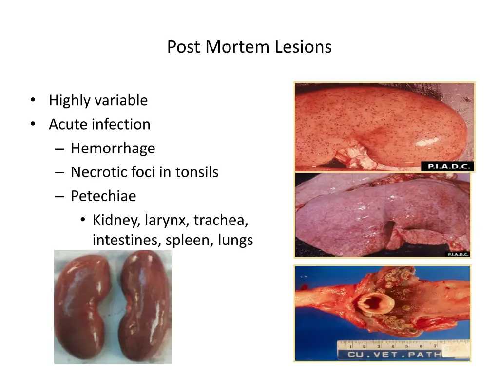 post mortem lesions