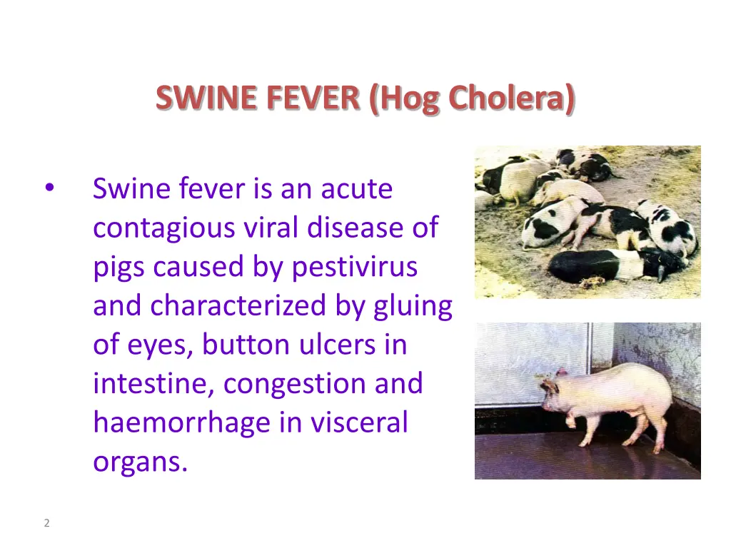 swine fever hog cholera 1