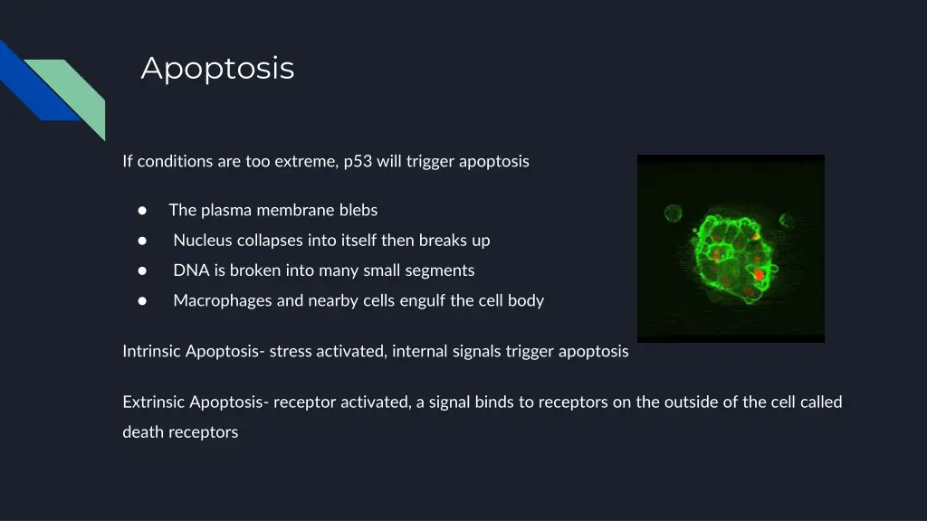 apoptosis