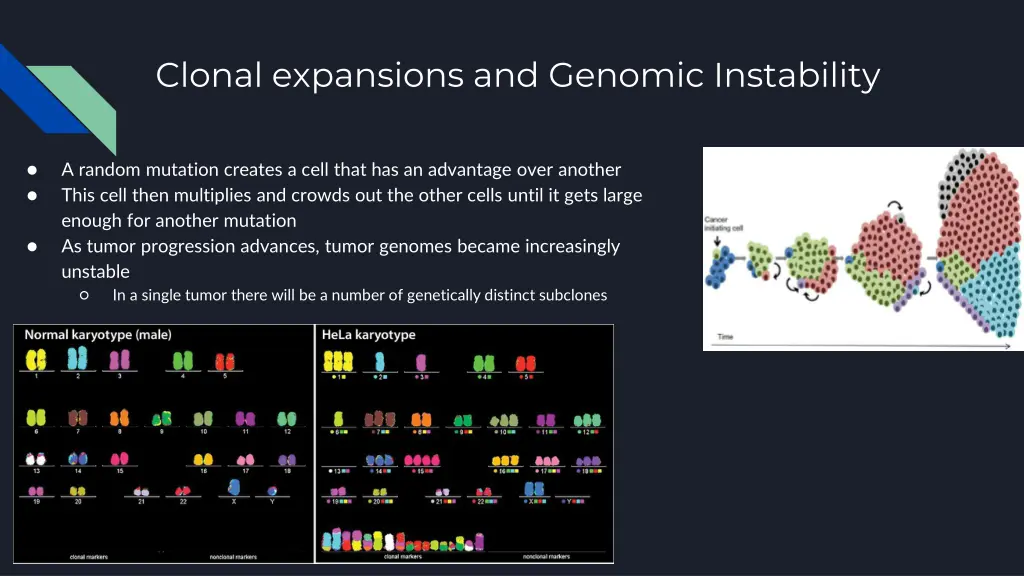 clonal expansions and genomic instability