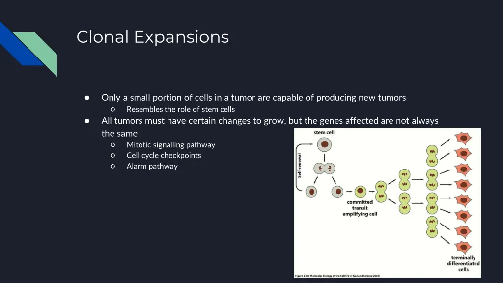 clonal expansions