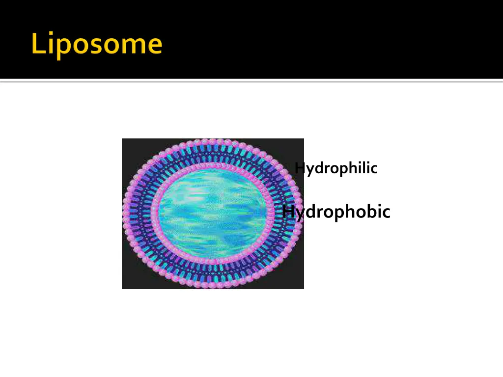 hydrophilic