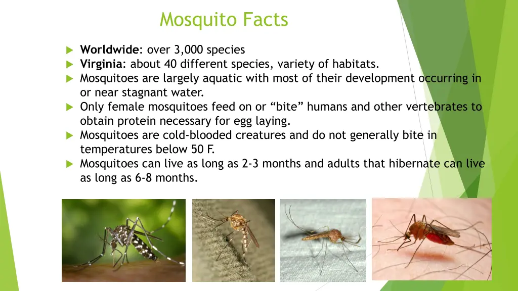 mosquito facts