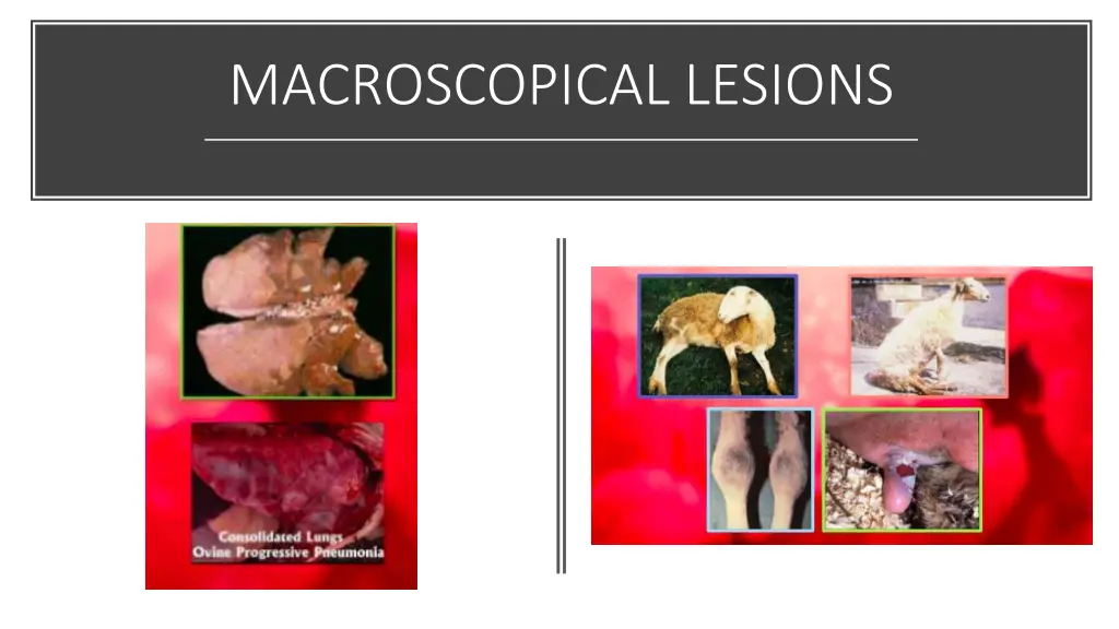 macroscopical lesions