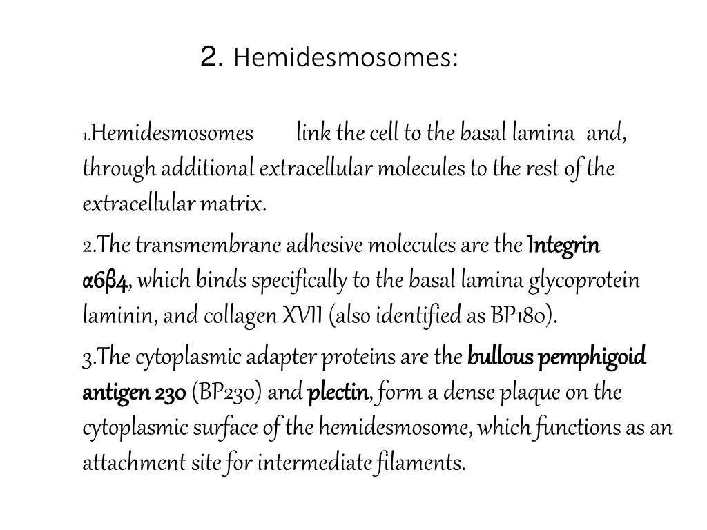 2 hemidesmosomes