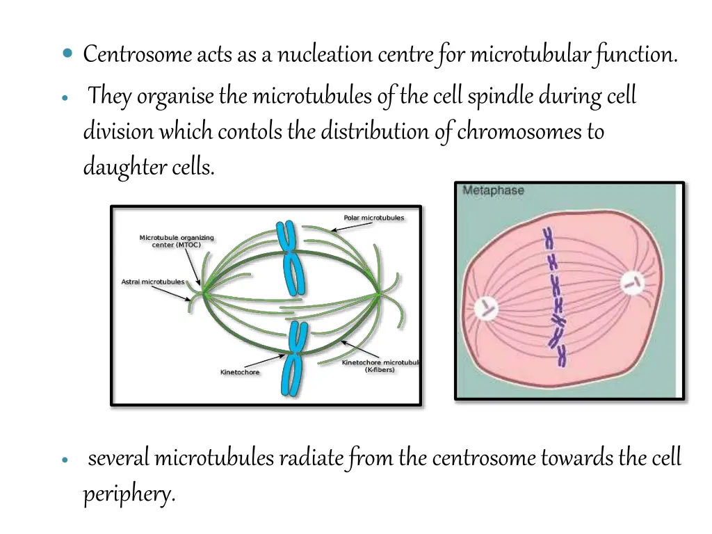 centrosome acts as a nucleation centre